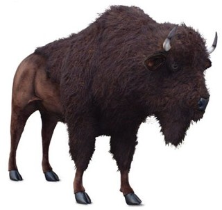 buffalo